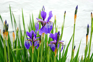 Wild flowers